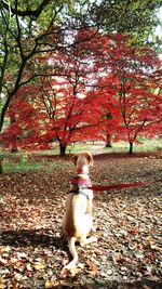 Rear view of woman with dog on tree