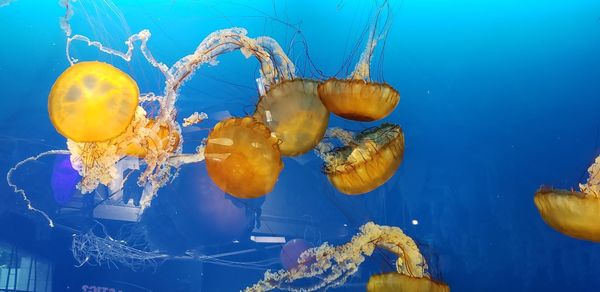 View of jellyfish swimming in sea