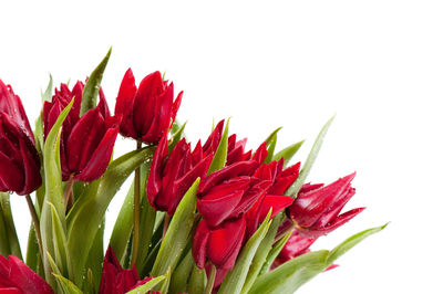 Close-up of red flowers against white background