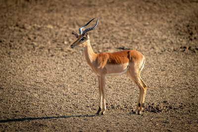 Female common impala stands in rocky pan