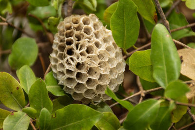 Close-up of fresh green plant