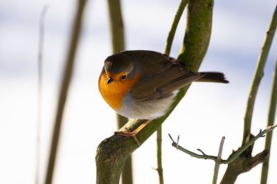 Close-up of bird perching on branch