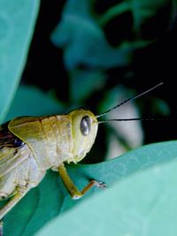Close-up of insect