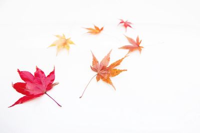 Close-up of red leaves on white background