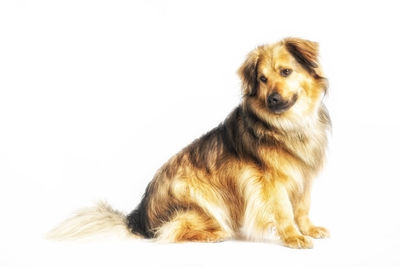 Close-up of a dog over white background