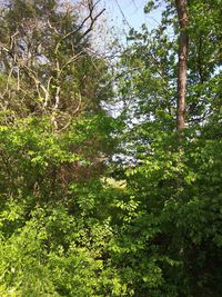 Low angle view of trees in forest