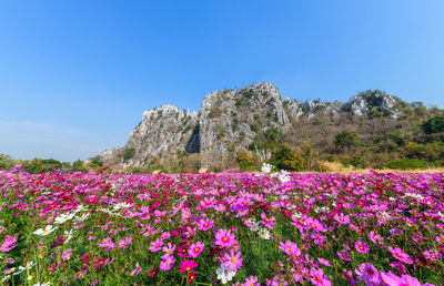 Purple flowering plants on field against blue sky