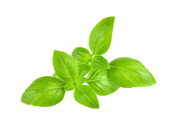 Close-up of green leaves against white background