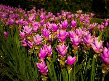 Close-up of pink flowering plants on field