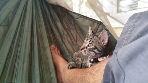 Low section of man relaxing with cat in hammock