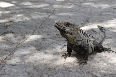 High angle view of lizard on rock