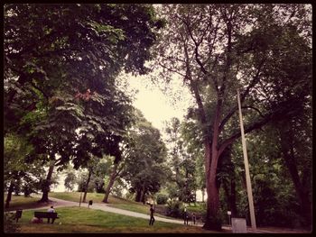 Trees in park