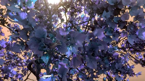 Low angle view of flowers on tree