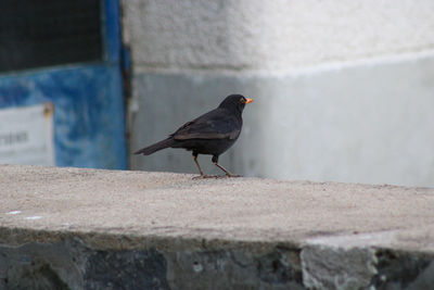 Bird perching on wall