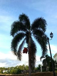 Low angle view of palm trees against cloudy sky