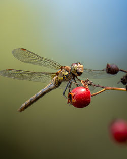 dragonflies and damseflies
