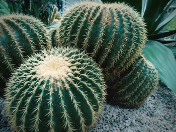 Close-up of cactus growing on field