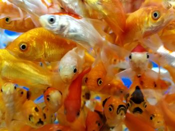 Close-up of fish swimming in tank