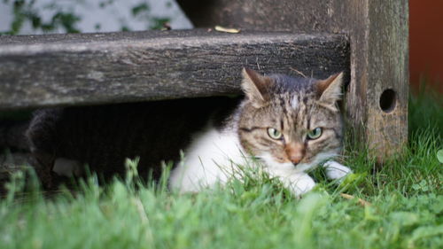 Portrait of kitten on field