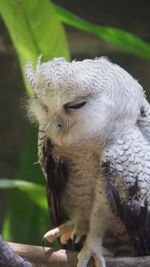 Close-up of owl