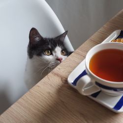 Close-up of cat with coffee cup