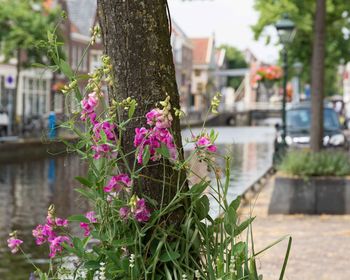 Close-up of pink flowering plant by tree trunk