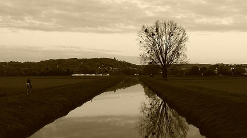 Reflection of bare trees in water