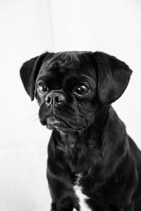 Portrait of black puppy against white background
