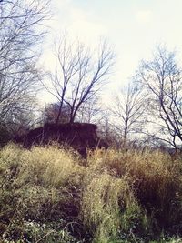 Bare trees on grassy field