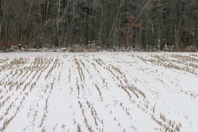 Scenic view of snow covered land