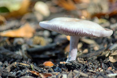 Close-up of mushroom growing on field