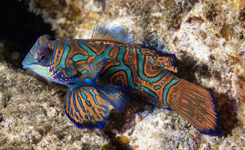 Close-up of fish swimming by rock undersea