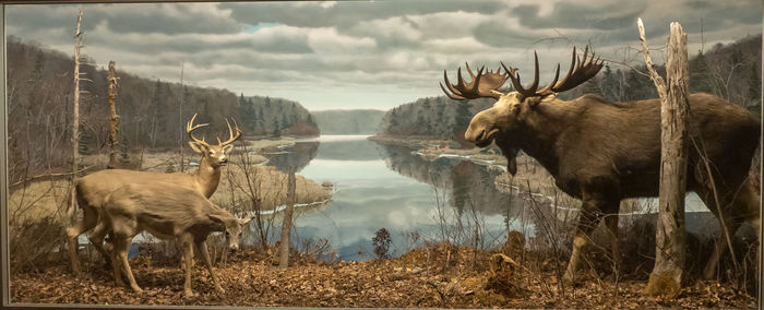 View of deer on the field