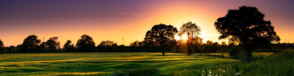 Trees on field against sky during sunset