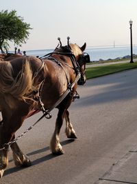 Horse cart on street