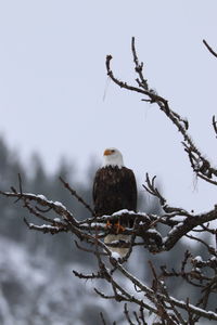 Low angle view of bird perching on tree