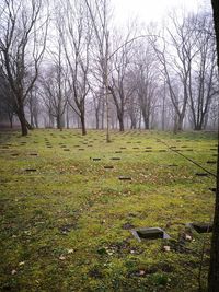 Bare trees on field