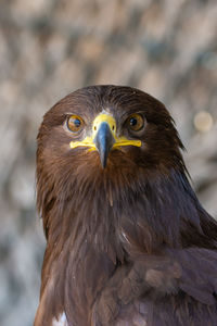 Close-up of eagle