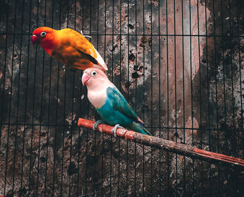 Close-up of parrot perching on wood