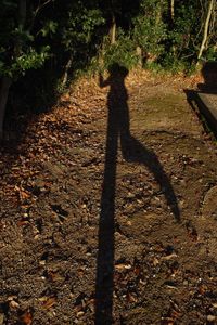 Shadow of man on tree