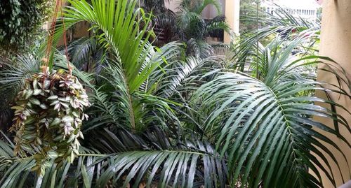 Palm trees in backyard