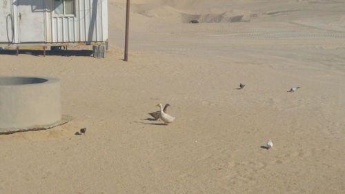 Seagulls on sand