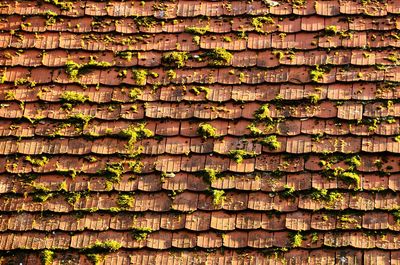 Full frame shot of moss on roof tiles