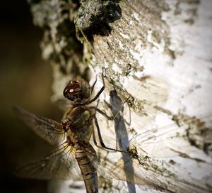 Close-up of insect on tree trunk