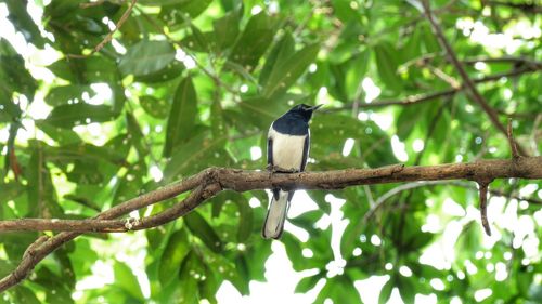 Low angle view of bird perching on branch