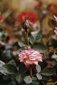 Close-up of wilted rose