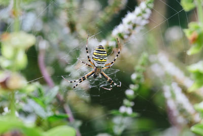 Close-up of spider on web