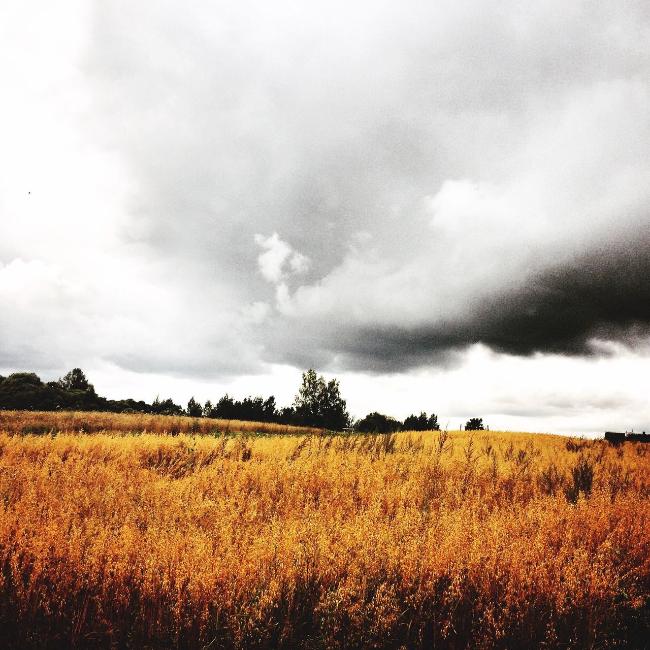 field, sky, landscape, rural scene, cloud - sky, agriculture, tranquil scene, cloudy, tranquility, beauty in nature, scenics, nature, farm, growth, cloud, overcast, horizon over land, crop, grass, weather