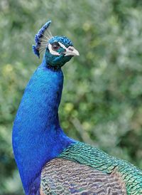 Close-up of peacock