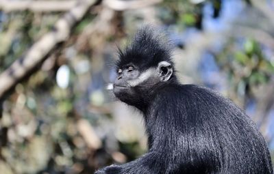 Close-up of monkey looking away